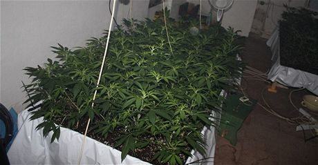 Obalovanému se sice zdálo, e marihuany je na osobní spotebu njak moc, ale rostliny dále zaléval. (ilustraní snímek)