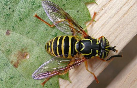 Pestenka Spilomyia longicornis. Podobá se vose, pi bliím zkoumání si vak