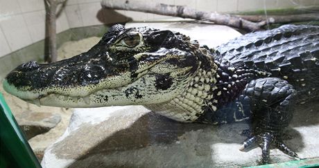 Kajman erný je jedním z 22 druh krokodýl v protivínské zoo.