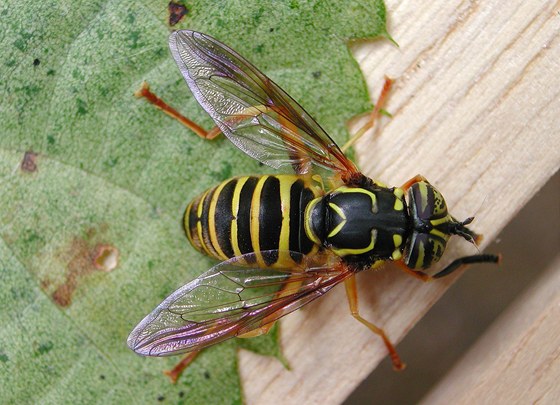 Pestenka Spilomyia longicornis. Podobá se vose, pi bliím zkoumání si vak