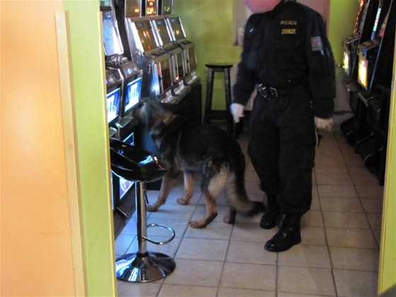 Na pomoc po maskovaném pachateli pepadení herny si policisté vzali i psa. Ilustraní snímek
