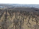 Pohled na mandloové sady nad Hustopeemi z nové rozhledny.