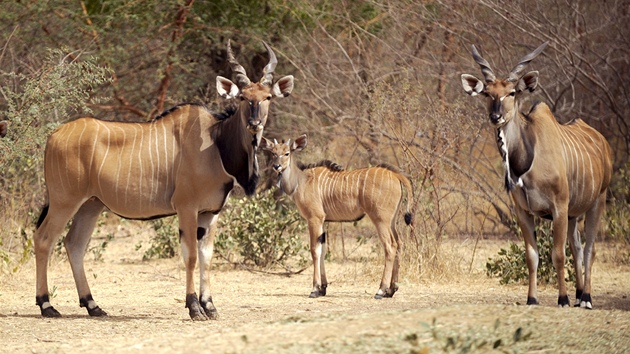 Stádo antilop Derbyho se v péi eských badatel v Senegalu letos rozrostlo