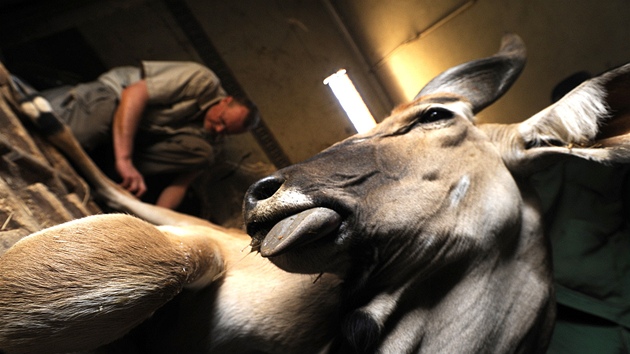 Veteriná Jií Váhala okuje uspaného samce antilopy Derbyho tsn ped jeho