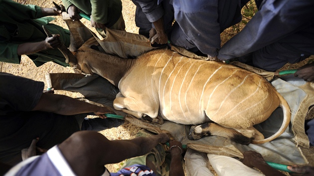Senegaltí pomocníci odnáejí k autu uspaného samce antilopy Derbyho.