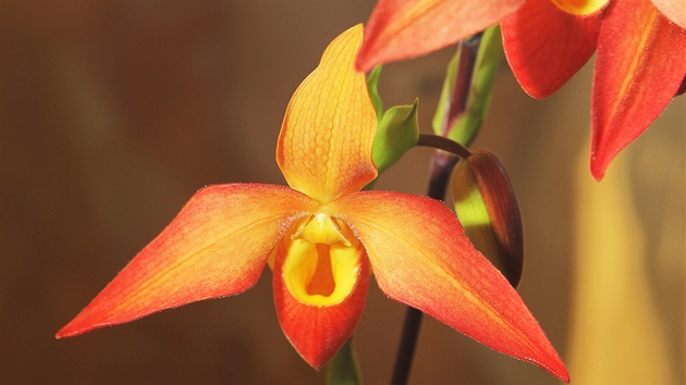 Výstavu orchidejí pipravil Karel Willinger. Pstuje je a sbírá u pl století.