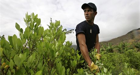 Kolumbijtí zákonodárci navrhují legalizaci pstování koky a marihuany. Trh by
