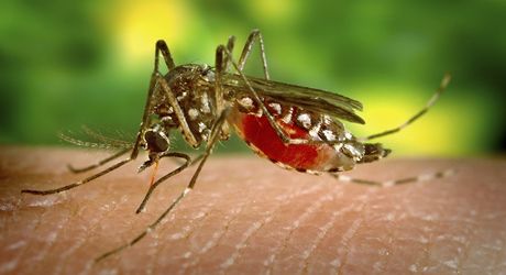 Virovou infekci - horeku dengue - penáejí komái. V souasné dob ádí toto