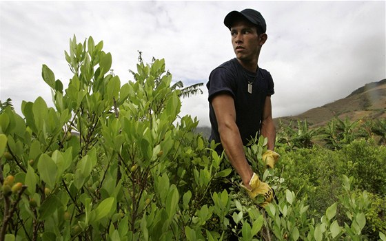 Kolumbijtí zákonodárci navrhují legalizaci pstování koky a marihuany. Trh by
