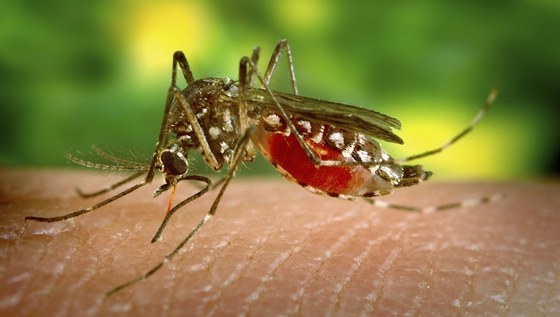 Horeku dengue penáejí komái. Doprovází ji podobná vyráka jako spalniky.