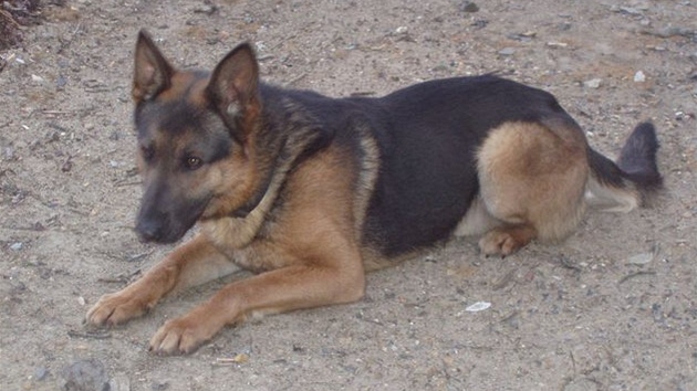 Policejní pes Chiko vystopoval lupiče z přepadení benzinky v Perninku na Policejní pes Chiko vystopoval lupiče z přepadení benzinky v Perninku na