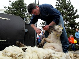 Stíhání ovcí uvnit areálu výstavit zaujalo hlavn dti.