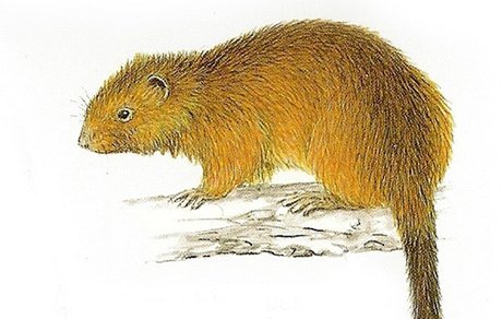 KRYSA DINAGATSKÁ (CRATEROMYS AUSTRALIS)