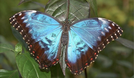 Jeden z tropických krasavc (Morpho peleides), který do praské Troji...