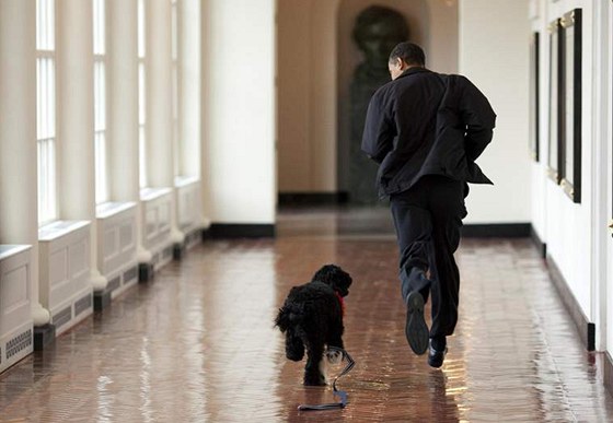 Barack Obama a "první pes USA" Bo si hrají v Bílém dom. Archivní snímek