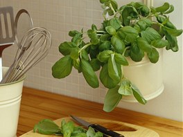 Bazalka (Ocimum basilikum) je jednolet, siln aromatick rostlina. Nesn...