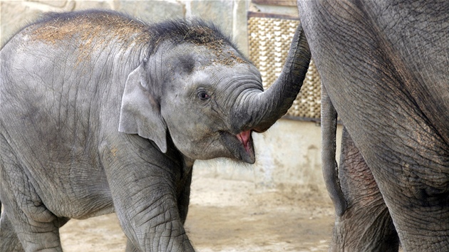 Sln Rashmi z ostravské zoo oslaví první narozeniny. (11. dubna 2012)