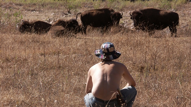 Pozorovat stádo bizon je neuvitelný záitek. Strach i respekt smíený s