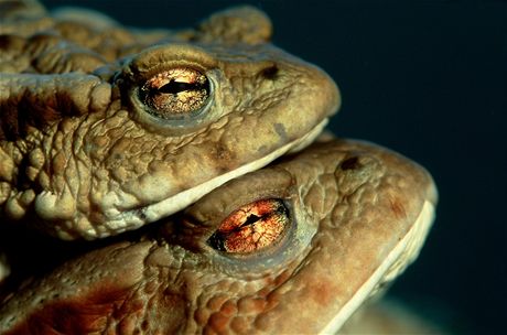 Kdy cesta dobe dopadne, samika ropuchy obecné (Bufo bufo) si najde partnera.