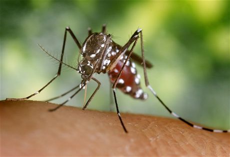 Komár tygrovaný (Aedes albopictus), který penáí adu tropických nemocí, se