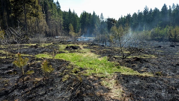 Poár lesa u Vilémova (29. dubna 2012)