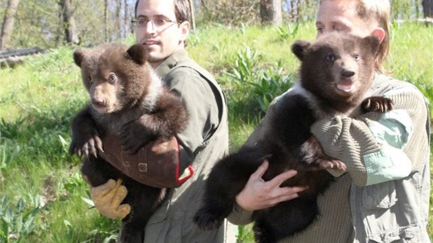 Oetovatel brnnsk zoo sebrali medvdici Kamatce jej potomky. Pi jejich ipovn zjistili, e jde o kluky. (26. duben 2012)