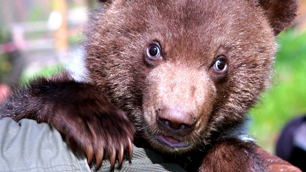 Oetovatel brnnsk zoo sebrali medvdici Kamatce jej potomky. Pi jejich ipovn zjistili, e jde o kluky. (26. duben 2012)