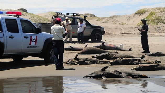 Mrtví delfíni na plái San José nedaleko msta Chiclayo v Peru (6. dubna 2012)