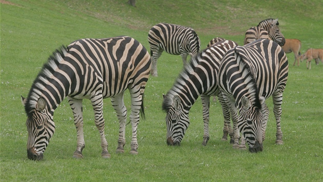 Stádo zeber v královédvorské zoo.