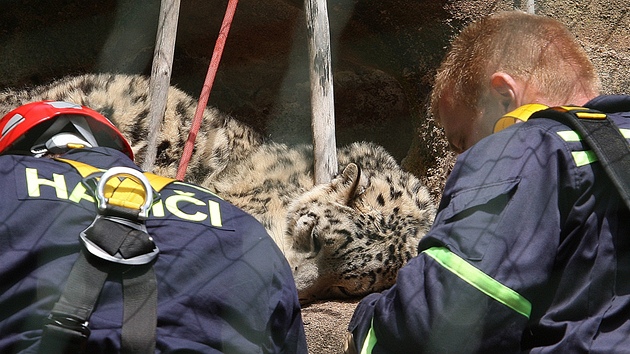 Hasii v plzeské zoo sundavají ze skály levhartici Binal. Schovala se v