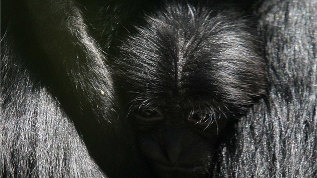 Jeden a půl měsíce staré mládě gibona siamangy , jeden z letošních přírůstků... Jeden a půl měsíce staré mládě gibona siamangy , jeden z letošních přírůstků...