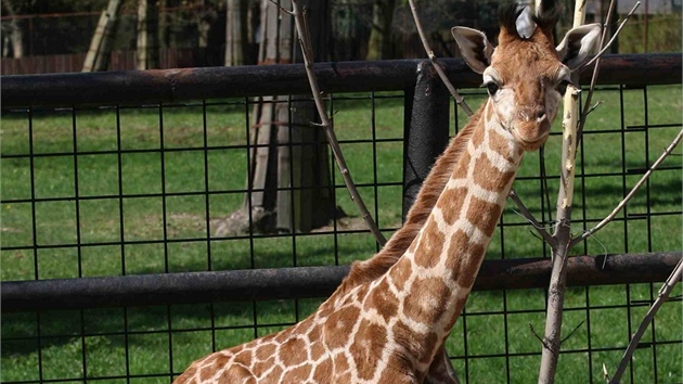 Dva a pl msíce staré mlád irafy , jeden z letoních pírstk olomoucké zoo...