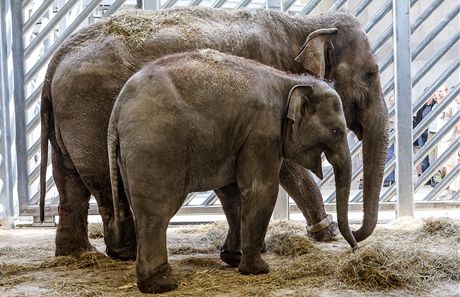 Zoo Praha získala dv nové slonice Donnu a Tonyu, které picestovaly z