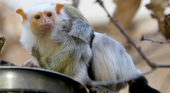 V jihlavské zoologické zahrad se narodila dv mláata kosmana stíbitého.