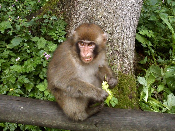 Zoologická zahrada Affenberg