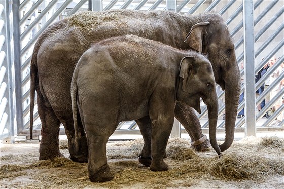 Ptadvacetiletá slonice Donna a její tíletá dcera Tonya