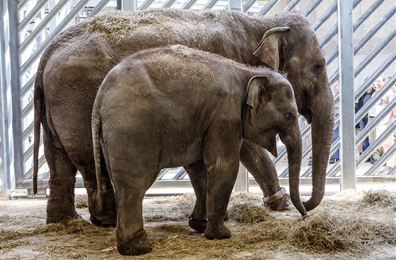 Zoo Praha získala dv nové slonice Donnu a Tonyu, které picestovaly z