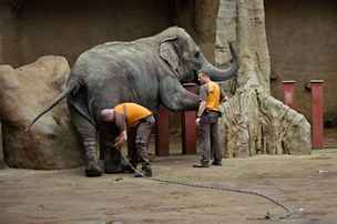 Ptadvacetilet slonice Donna a jej tlet dcera Tonya