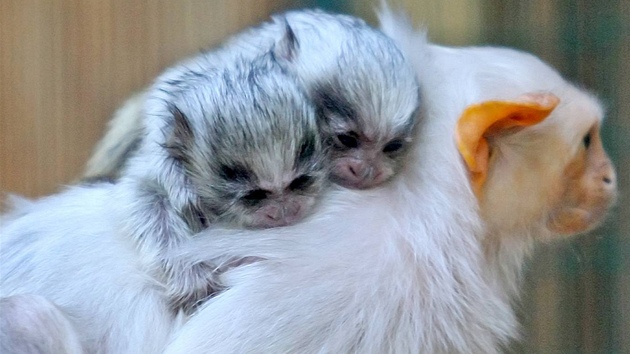 V jihlavské zoologické zahrad se narodila dv mláata kosmana stíbitého.