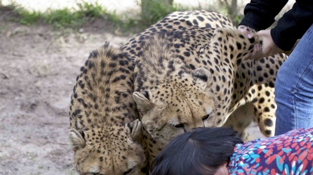 Oetovatel se snaí gepardy od eny odtrhnout.