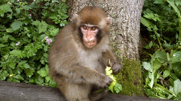 Zoologick zahrada Affenberg