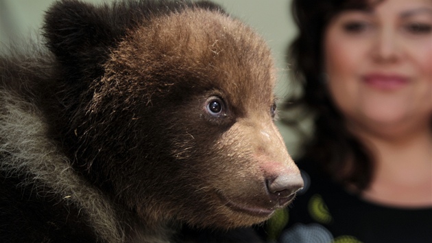 Kest medvíat v brnnské zoo (8. kvtna 2012)