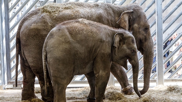 Zoo Praha získala dv nové slonice Donnu a Tonyu, které picestovaly z