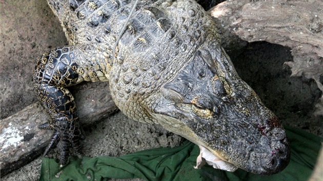 Chovatelé vypoutjí aligátora amerického ve zlínské zoo.
