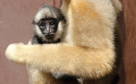 Tém roní mlád gibona blolícího z ostravské zoologické zahrady v péi