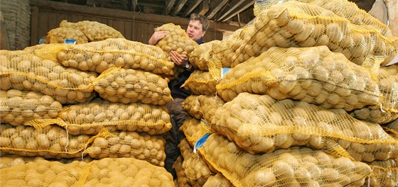 Cena brambor v ervenci mezimsín spadla o 29 procent. Ilustraní snímek