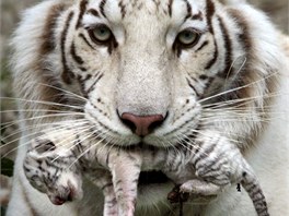 Mateská láska. Bengálská tygice Tigrulia ze soukromé zoologické zahrady v...