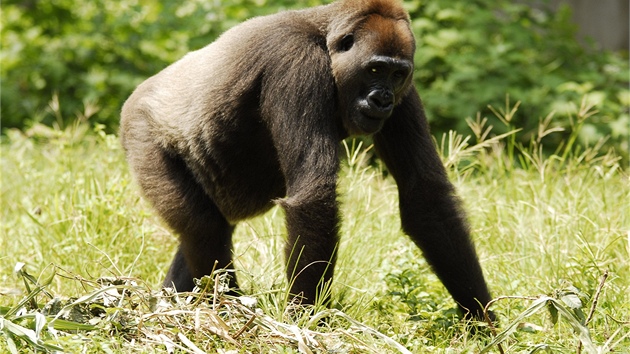 Jedin gorila nigerijsk v lidsk pi je Nyango. ije v zchrann stanici v Limbe v Kamerunu.
