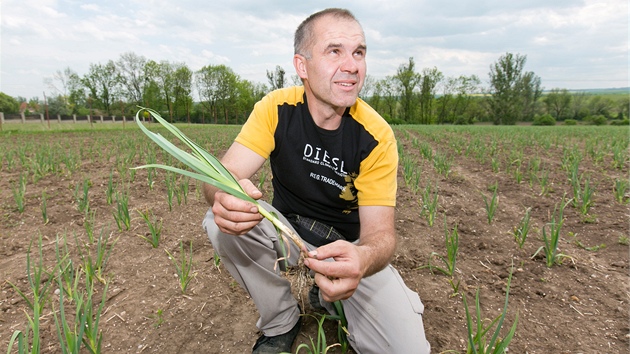 Farmá Pavel Re na poli s eským esnekem.