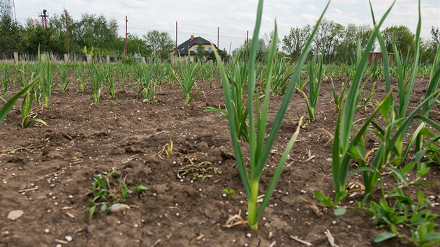 eský esnek na farm v Bratkovicích. (8. kvtna 2012). 